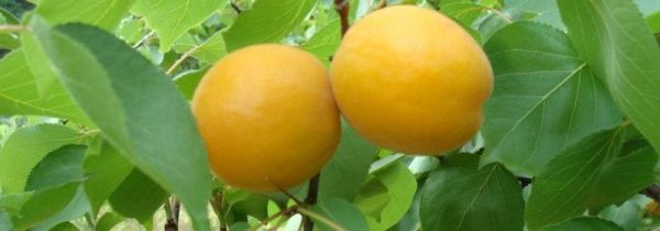 樱桃和杏子能一起吃吗