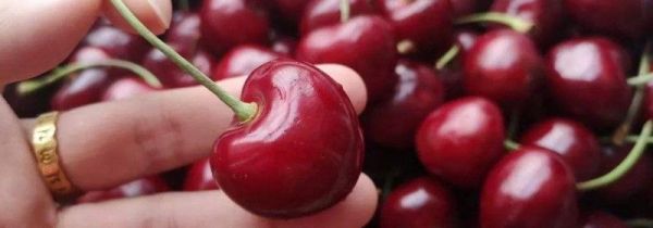 樱桃和羊肉能一起吃吗