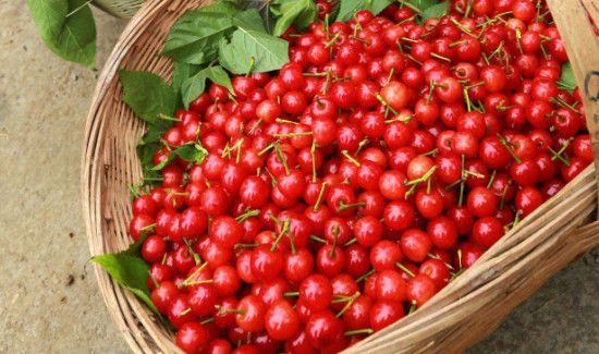 樱桃和羊肉能一起吃吗