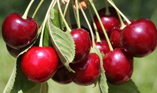 樱桃和西红柿能一起吃吗