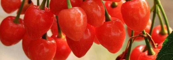 樱桃和西红柿能一起吃吗