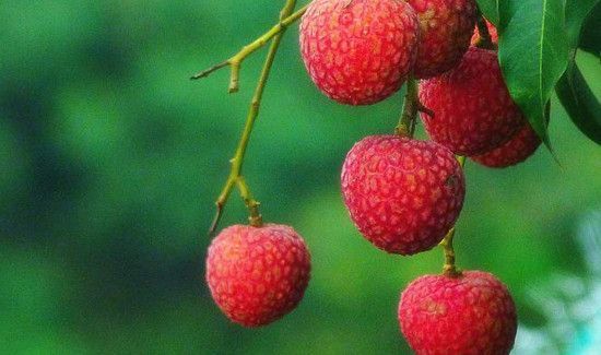 樱桃和荔枝能一起吃吗