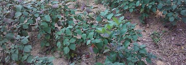 紫苏不能和什么一起吃