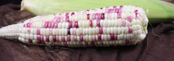 糯玉米蒸还是煮