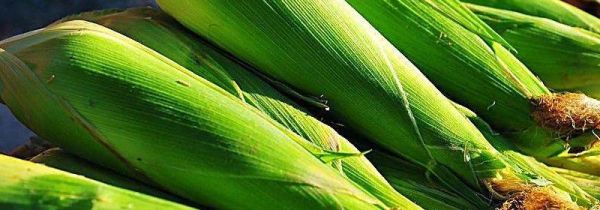 玉米是放水里煮还是蒸