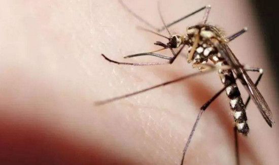 穿什么颜色的衣服容易被蚊子叮