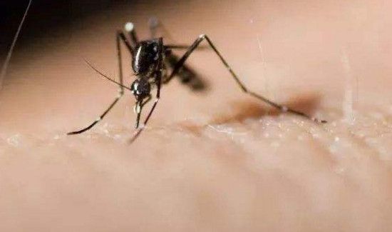 穿什么颜色的衣服容易被蚊子叮