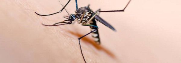 穿什么颜色的衣服容易被蚊子叮