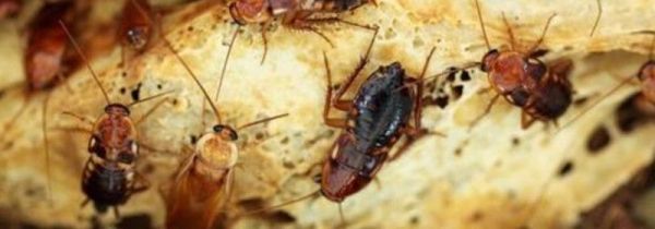 灭害灵喷后多久挥发