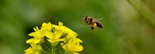 被蜜蜂蛰脑袋有危险吗