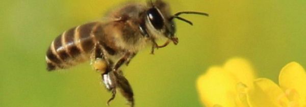 被蜜蜂蛰了有什么症状