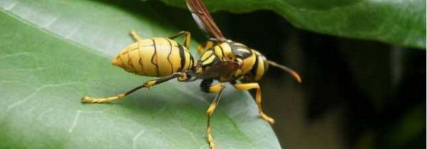 马蜂蛰后多久就安全了