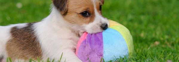 狗屎属于什么垃圾