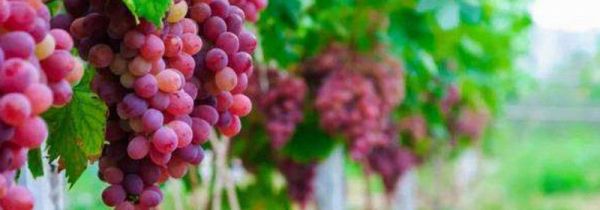 葡萄一天吃多少颗合适