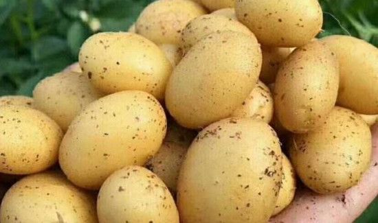 怎么储存土豆不发芽
