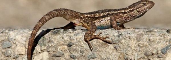 壁虎对人有害吗