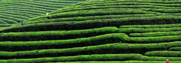 高山茶台地茶野生茶的区别