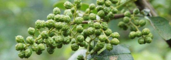 鲜青花椒怎样保鲜储存