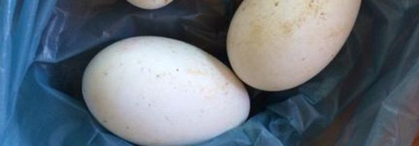 鹅蛋能和蜂蜜一起吃吗