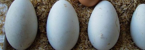 鹅蛋能和猪肉一起吃吗