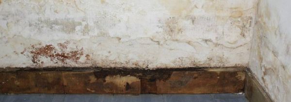 墙壁发霉对身体有害吗