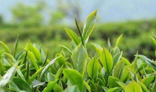 干果夏季保存方法