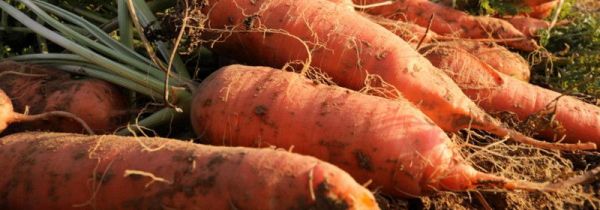 胡萝卜夏季保存方法