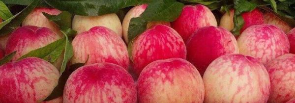 毛桃的毛能吃吗