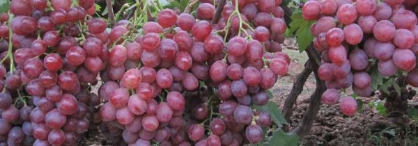 提子去皮的方法