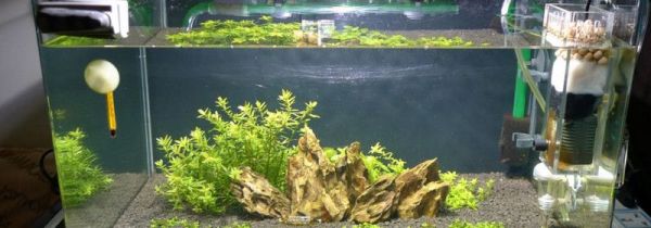 自来水能养鱼吗