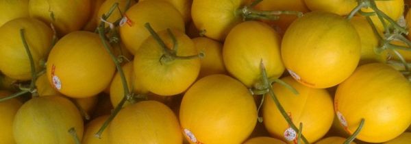 沙白瓜能榨果汁吗