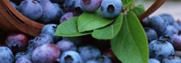 蓝莓可以用小苏打洗吗