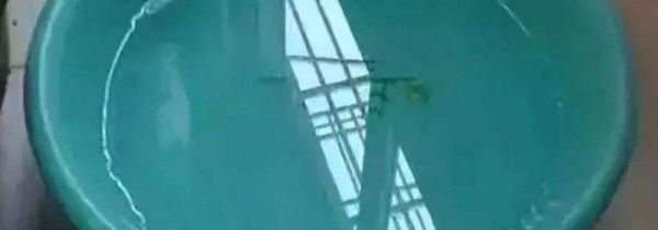 洗衣粉水能治蚜虫吗