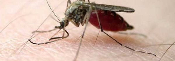 住一楼怎么防蚊虫