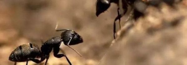 家住一楼有蚂蚁怎么办?