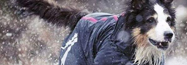 下雨天怎么遛狗