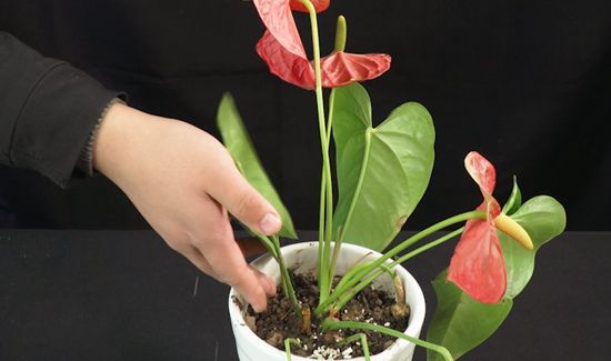 红掌叶子发黄焦边干枯是怎么回事