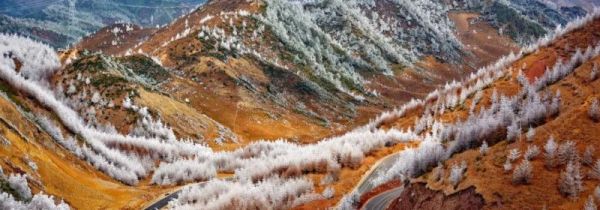 高海拔地区适合种什么