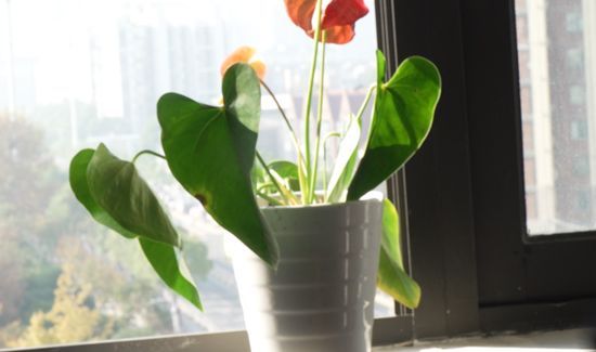 红掌叶子发黄焦边干枯是怎么回事