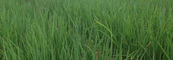 霜降可以种什么农作物