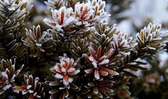 霜降三候是什么