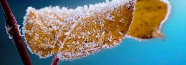 霜降三候是什么