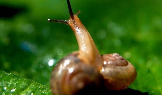 蜗牛的特点和本领
