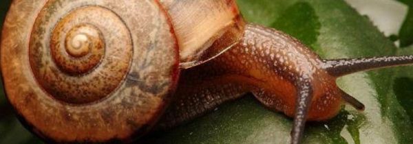 蜗牛的特点和本领