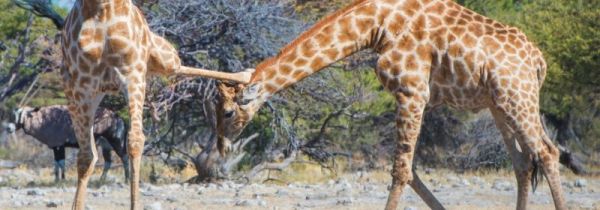 长颈鹿的特点和本领