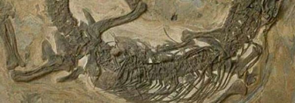 三叠纪化石种类和特点