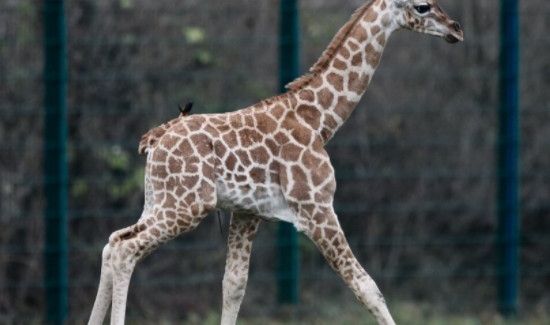 长颈鹿的特点和本领