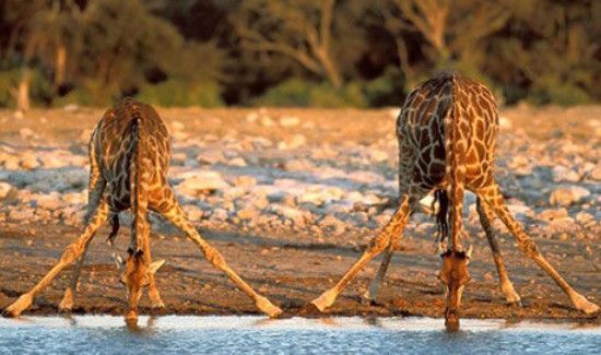 长颈鹿的特点和本领