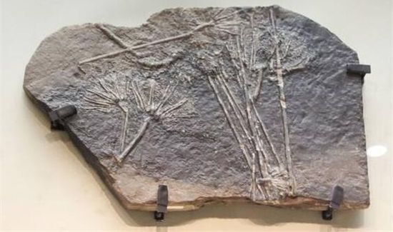 三叠纪化石种类和特点