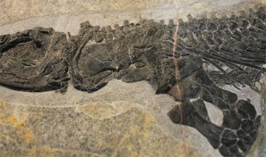 三叠纪化石种类和特点